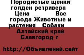 Породистые щенки голден ретривера › Цена ­ 25 000 - Все города Животные и растения » Собаки   . Алтайский край,Славгород г.